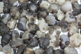 Natural Chalcedony Nodules (Wholesale Lot) - Pieces #61820-1